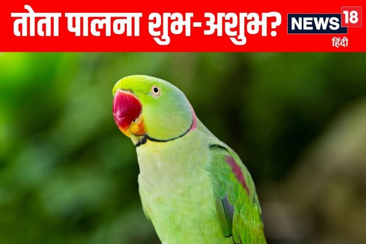 क्या आपने भी अपने घर पर पाल रखा है तोता? जानें क्या कहता है वास्तु शास्त्र