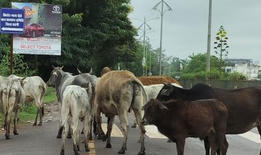 मवेशियों के सड़क पर घूमने के मामला:जिले के 34 पशुपालकों पर FIR; कलेक्टर के आदेश का उल्लंघन करने पर हुई कार्रवाई