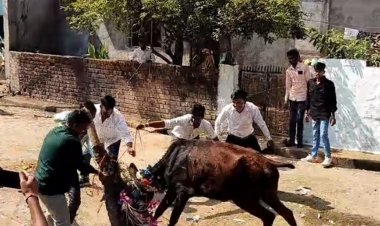 आगर मालवा में पड़वा पर गाय को छोड़ा खिलाया:शहरी सहित ग्रामीण क्षेत्रों में पीढ़ियों से निभाई जा रही अनोखी परंपरा।