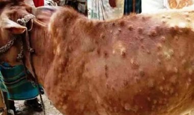 नीमच में लंपी वायरस की दस्तक, अब तक 200 जानवरों की मौत, आसान तरीकों का इस्तेमाल कर किया जा सकता है बचाव
