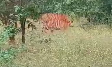 सीधी के संजय टाइगर रिजर्व में साथ दिखे बाघ-बाघिन:वीडियो सोशल मीडिया पर वायरल, शावकों के जन्म की उम्मीद