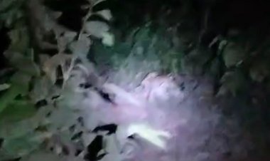 सरकारी नौकरी:एम्स बिलासपुर में फैकल्टी की निकली भर्ती; एज लिमिट 58 साल, सैलरी 2 लाख से ज्यादा