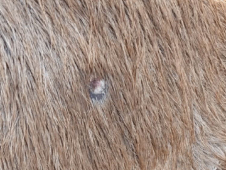 नीलगाय को गोली मारी, चंबल के राजघाट पर पड़ी मिली:गौसेवकों की आरोपी पर कार्रवाई की मांग