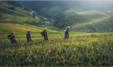 अप्रैल-नवंबर 2024 में भारत का कॉफी निर्यात रिकॉर्ड 1 बिलियन डॉलर के पार