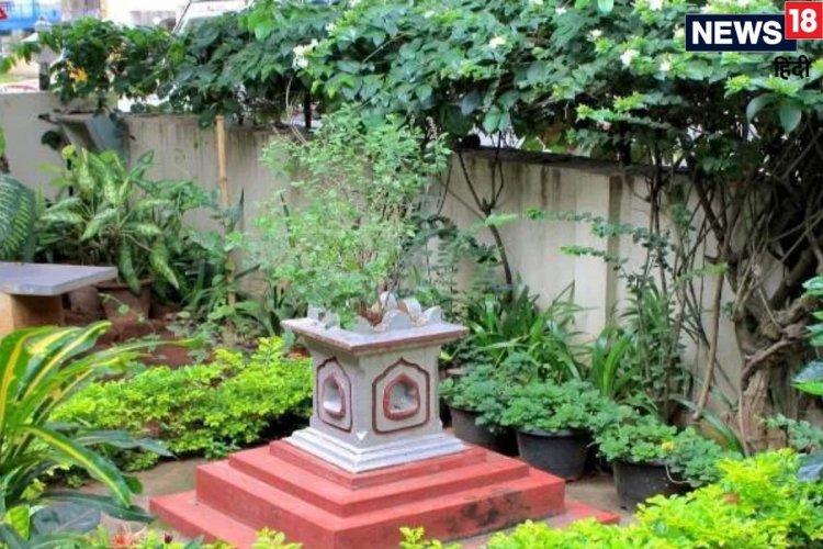 घर की इस दिशा में लगा दें ये 5 पौधे, फिर देखें कैसे बदलता है आपका नसीब